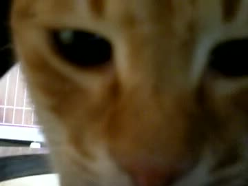 拾いねこ＠生後512/479目　どあっぷアコにょん