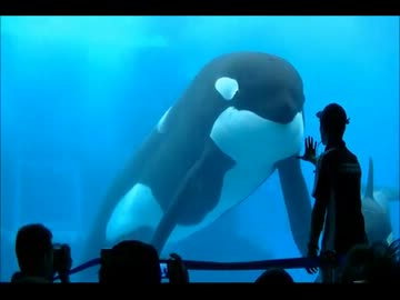 人気の シャチ 動画 250本 3 ニコニコ動画