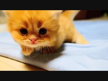 【マンチカンリターンズ】進撃の子猫うらら