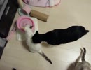【JAM猫】猫様まみれ♡
