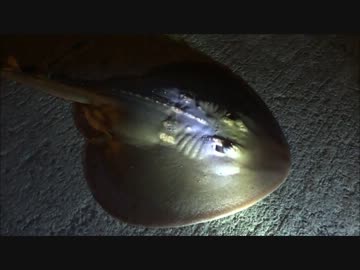 アウトドアをやろう！  八丈おっさん冒険記  PART13