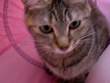 拾いねこ＠生後513/480目　これはあらかわさんですわ