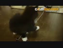 1人遊び子猫