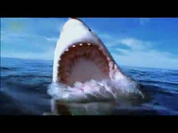 がんばれ！ニコルちゃん