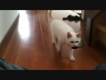 猫が飽きるまでやめさせてくれない