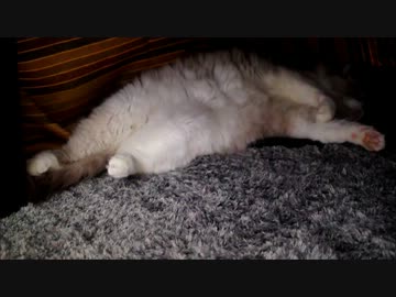 うちの猫はきょうもこたつでのびてます