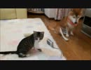 柴犬と子ネコの初ガウガウごっこ