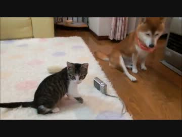 柴犬と子ネコの初ガウガウごっこ