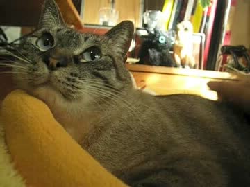 緊急報告！　ジャンくんがグルグル言いました！！　ヘッドホン推奨