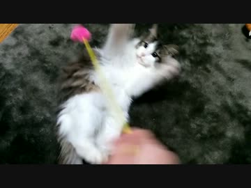 猫じゃらしで(´・ω・｀三´・ω・｀)ﾋｭﾝﾋｭﾝ