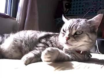 朝のネコ。略して朝ネコ。 2013.11.08 3/3