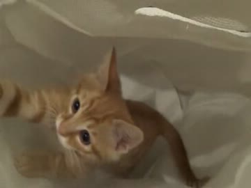 【保護猫】洗濯かごと猫【ナツメ】