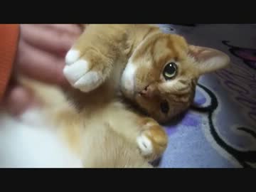 帰宅するとネコさんが甘え度ＭＡＸ状態で出迎えてくれる