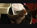 オカメインコ、ジノの挿し餌