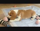 【ビーグル】初めまして、ジュニア君です