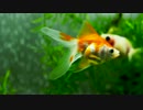 金魚いろいろ.mp4