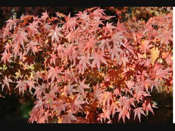 ベートーヴェン「皇帝」第３楽章（オルゴール風）