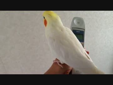 オカメインコ　電話に出てみた