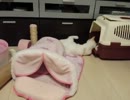 【JAM猫】巨体は体力なしw