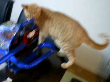 拾いねこ＠生後516/483目　アコ「なにこれー」