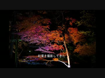 紅葉を撮影してきた