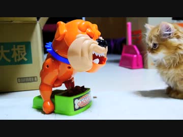 【マンチカンズ】猛犬の 寝込みを襲う マンチカン