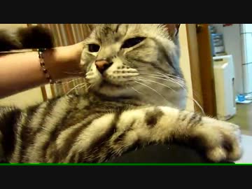 【レオ★ララ】 甘えん坊ニギニギ猫