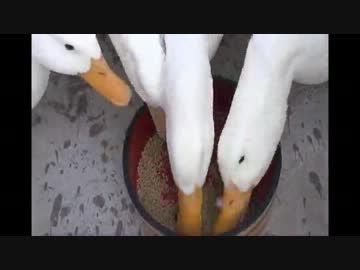 あひるのごはん