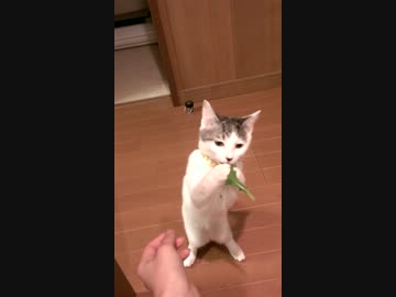 うちの猫が立ったまま草を食べてるんだか。