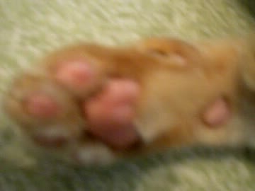 拾いねこ＠生後517/484日目　にくきゅー