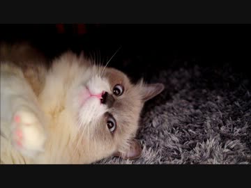 不用意にこたつをのぞくと猫が謎の拳法で威嚇してくる