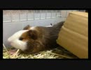 【しゃけ】あくび(´-ω-｀)