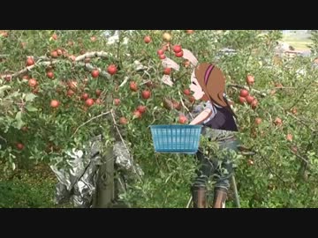 いおりんがやよいのために高速でりんごを収穫する動画