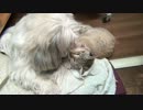 ベロベロする犬。好き放題にやられる猫。