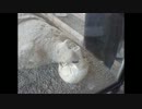 Cocco　靴下の秘密（デモ）　歌ってみた