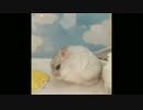 高速毛づくろい
