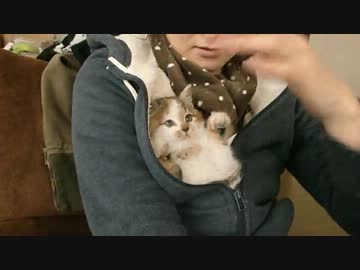 保護したねこがはじめてデレた