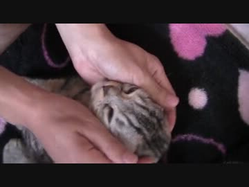 おっとりしたお姫様の姫を気が済むまでモフる
