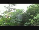 エゾゼミの声130820長野県