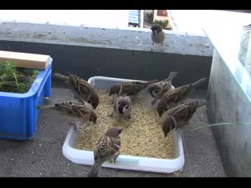 ベランダでスズメを育てよう