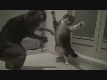 【モアクリ】 ゆっくり猫モーション