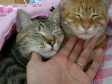 拾いねこ＠生後520/487日目　まーさーに桃源郷