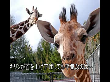 ゆっくり動物雑学「キリンが首を上げ下げしても平気なのは…」