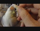 カキカキの不満