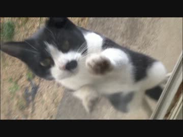うちの網戸に猫が張り付いていた。