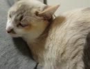 【JAM猫】寝にくい…撮りにくい…