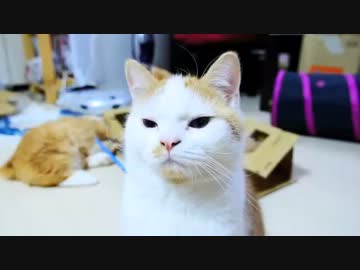 【マンチカンズ】マンチカンの子猫たたき２