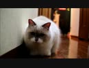 ねこがはしりまわるよ
