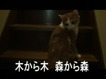 にゃにコレ？キツネ？