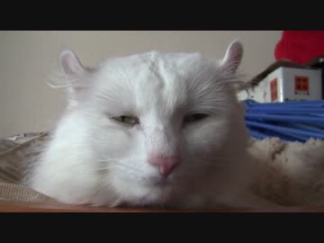レオは今凄く眠いらしい